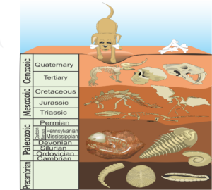 diagram of the fossil index