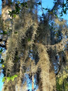 Live Oak tree with Spanish moss
