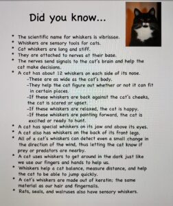a list of ways cats use their whiskers