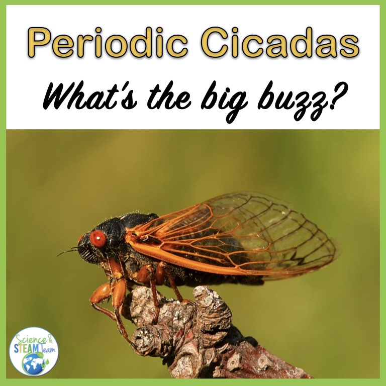 periodic cicada blog header photo