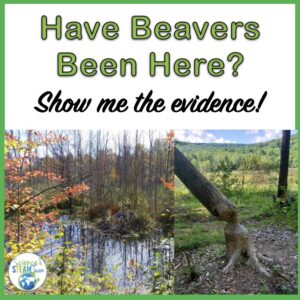 beavers blog header