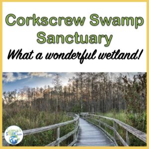 corkscrew swamp sanctuary header