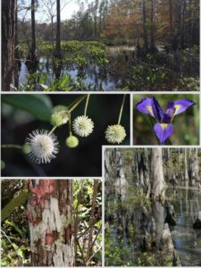 plants-of-corkscrew-swamp-sanctuary