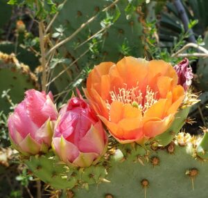 to show a prickly pear cactus in bloom