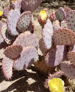 to show a purple prickly pear flowering