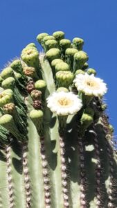 showing a saguaro in bloom