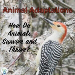 How Do Animals Adapt to Their Environment: Awesome Information for Teachers  - Science and STEAM Team