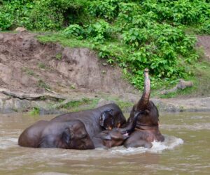 elephants communicating during a bath