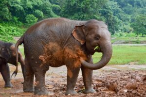 an elephant takes a mud bath