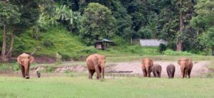 elephants roaming freely in this ethical sanctuary in chang mai