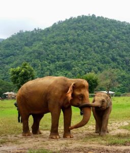 elephants communicating at the ethical elephant sanctuary chang mai