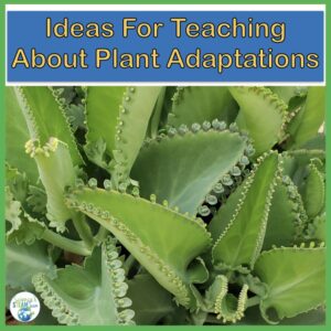 plant-adaptations-blog-header