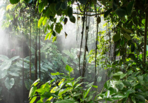 rainforest-plants