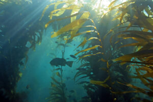 plant-adaptations-examples-seaweed