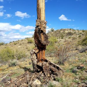 saguaro-cactus-skeleton