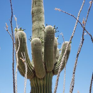 saguaro-cactus