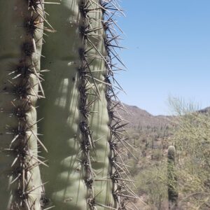 saguaro-spines