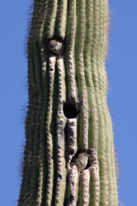 birds-in-a-saguaro