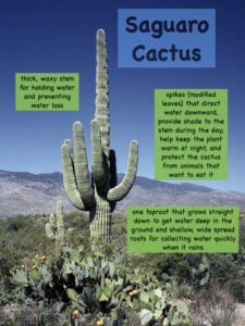 saguaro-cactus-adaptations=poster