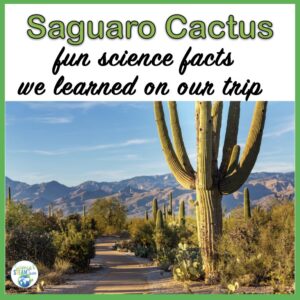 saguaro-national-park-blog
