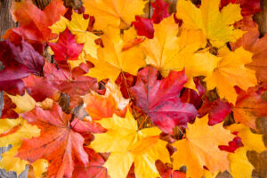 leaves-change-color