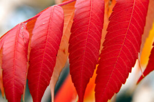 sumac-leaves