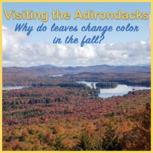 blog-header-leaves-change-color