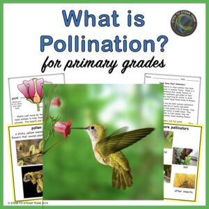What is Pollination link to TpT shop.